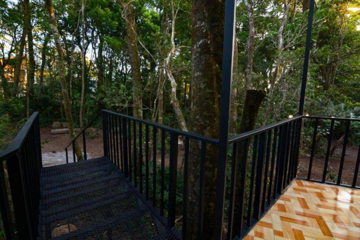 Roca - Cloud Forest * Monteverde
